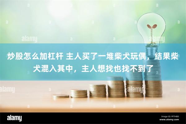 炒股怎么加杠杆 主人买了一堆柴犬玩偶，结果柴犬混入其中，主人想找也找不到了